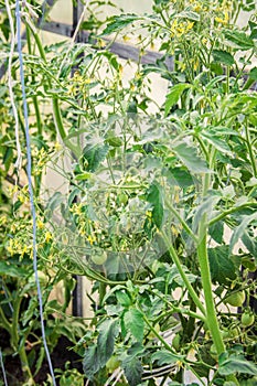 Flowering tomato. Many colors.