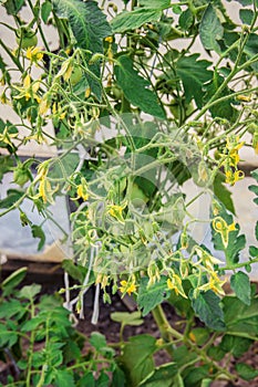 Flowering tomato. Many colors.