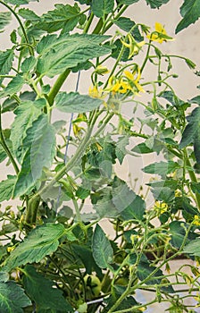 Flowering tomato. Many colors.