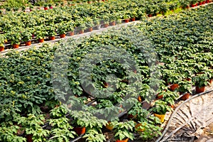 Flowering tomato seedlings in pots