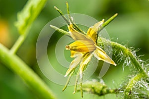 Flowering of tomatoes. Inflorescence on a tomato bush.