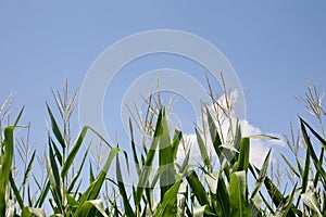 Flowering Top of Corn Plants