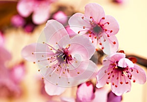 Flowering tree photo