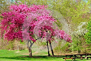 Flowering tree