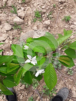 flowering of the tree3