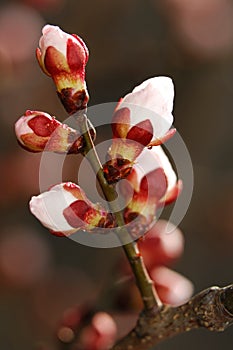 Flowering Tree