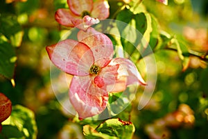 Flowering Tree