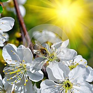 Flowering tree