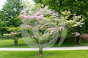 Flowering Tree