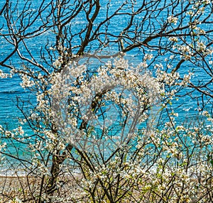 Flowering tree against sea