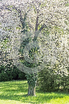 Kvitnúci strom, Arborétum Tesárske Mlynany, Slovensko