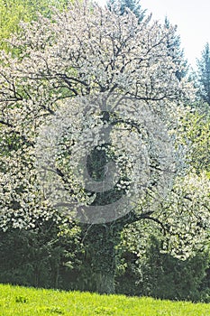 Kvetoucí strom, Arboretum Tesarske Mlynany, Slovensko