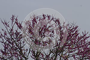 Flowering tree arrival of spring