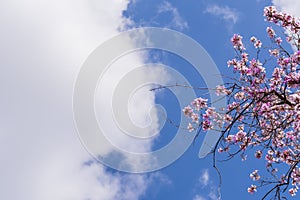 Flowering tree on a background of blue clear sky. View from below. Beautiful pink flowers in the corner of the composition. Sunny