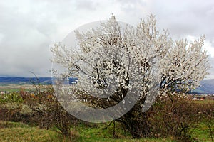 Flowering tree on a background of mountains and clouds