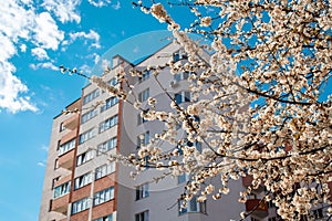 Flowering tree on the background of a new house