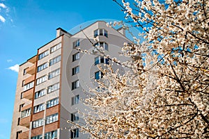 Flowering tree on the background of a new house