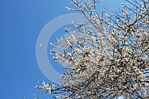 Flowering tree on the blue sky