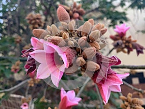 Flowering tree Brachychiton discolor Brachychiton discolor