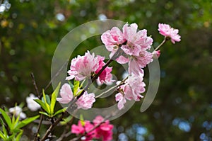 Flowering tree branch of prunus persica or flowering peach