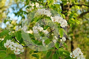 Flowering tree branches, tender spring blossom