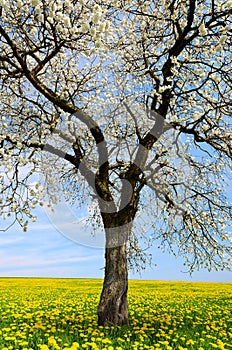 Flowering tree on dandelion field.