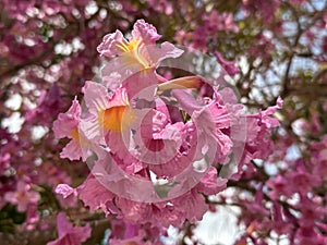 Flowering tree of Handroanthus impetiginosus (lat.Tabebuia impetiginosa photo
