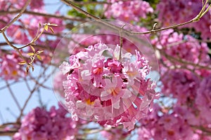 Flowering tree of Handroanthus impetiginosus lat.Tabebuia impetiginosa photo