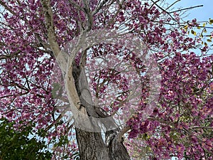 Flowering tree of Handroanthus impetiginosus (lat.Tabebuia impetiginosa photo