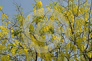 Flowering tree- Indian laburnum-Cassia fistula