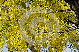 Flowering tree- Indian laburnum-Cassia fistula