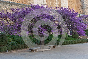 Flowering tree of love, cercis siliquastrum