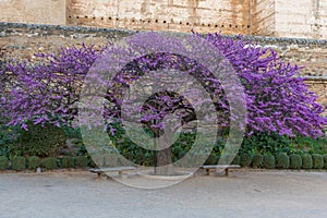 Floreciente un árbol de 