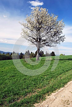 Kvetoucí strom na louce s turistickými a cyklistickými značkami