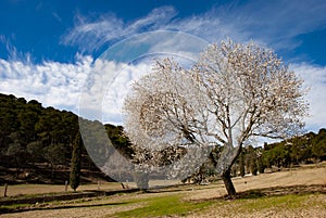 Flowering Tree Montgri Massif Torroella de Montgri Cataluna Spain photo