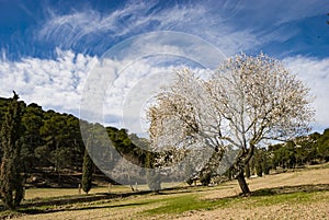 Flowering Tree Montgri Massif Torroella de Montgri Cataluna Spain photo