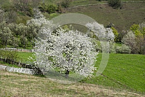 Flowering tree in the mountains of Banat, Romania