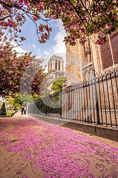 Flowering tree with Notre Dame cathedral during spring time in Paris, France