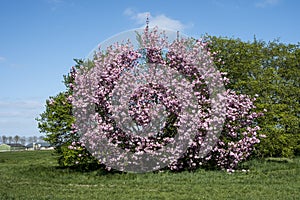 Flowering tree of Prunus serrulata `Kanzan