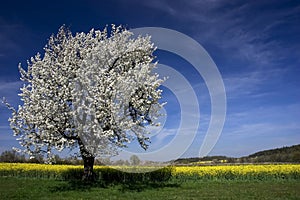 Flowering Tree Rapeseed Field