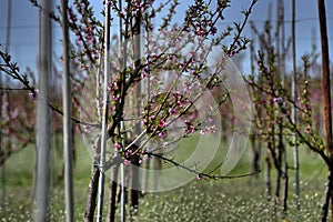 Flowering tree saplings