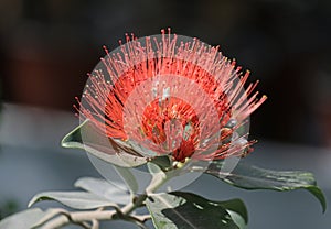 Flowering tree or shrub Metrosideros (lat. MetrosÃ­deros