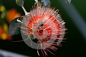 Flowering tree or shrub Metrosideros (lat. MetrosÃ­deros