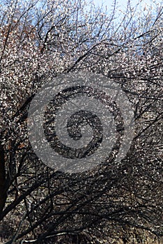 Flowering tree in spring