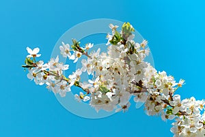 Flowering tree in spring. ÃÂ¡herry plum branch with flowers on a background of blue sky