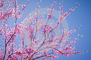 Flowering Tree in the Spring with Purple Blossoms