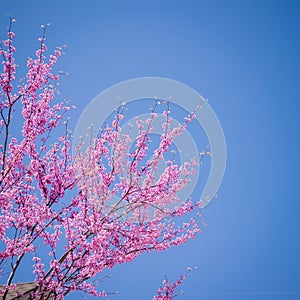 Flowering Tree in the Spring with Purple Blossoms