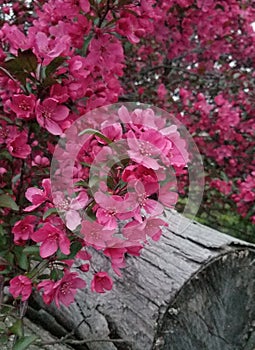 Flowering tree this spring. photo