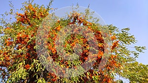 Flowering tree of Tecomella Undulata ( Rohida tree) , with blue sky