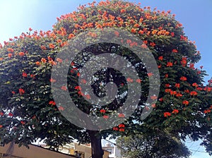 Flowering Tree in the Town of Puebla, Mexico